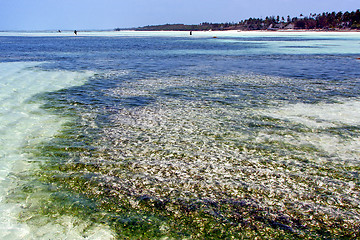 Image showing seaweed beach   in zanzibar home sky  and sailing