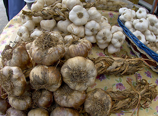 Image showing garlic varieties