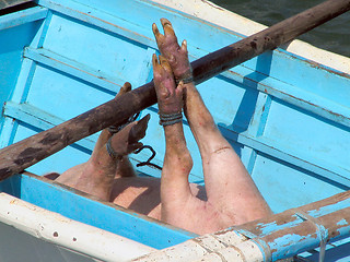 Image showing Pig transport in Asian boat