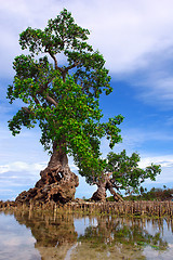 Image showing Mangrove Tree