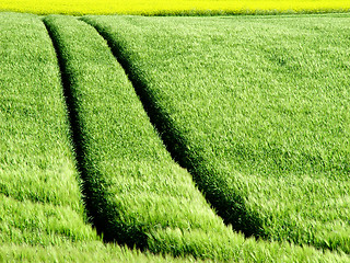 Image showing rape crop tracks