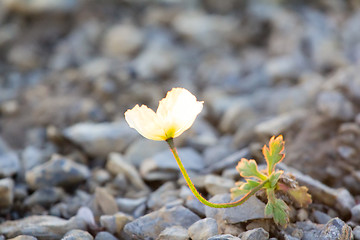 Image showing Northern flower in world - Arctic poppy. Arctic desert of Novaya Zemlya archipelago