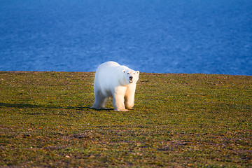 Image showing Unique picture: polar bear - sympagic species - on land in polar day period. Novaya Zemlya archipelago, South island