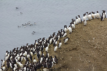 Image showing planar colony of brunnich\'s guillemots and common guillemots on the Novaya Zemlya archipelago, Barents sea