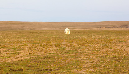 Image showing Unusual picture: polar bear on land in the polar day period. Novaya Zemlya archipelago, South island