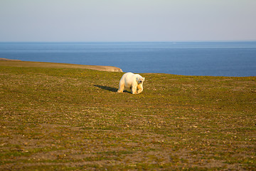 Image showing Unusual picture: polar bear on land in the polar day period. Novaya Zemlya archipelago, South island