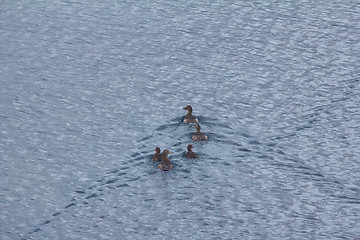 Image showing eider ducks with ducklings on lake in tundra of Novaya Zemlya archipelago