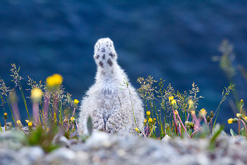 Image showing Nestling glaucous gulls looking off cliff in Barents sea. Novaya Zemlya archipelago