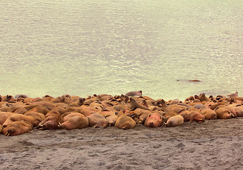 Image showing Rookery Atlantic walruses