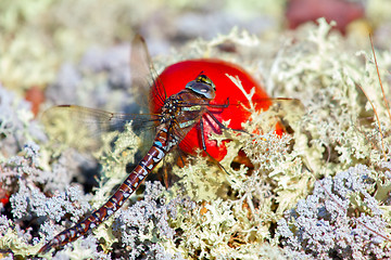 Image showing Part of tundra: dragonfly sat down on bright fungus among white lichens