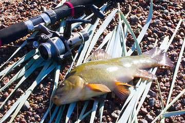 Image showing summer lake fishing ench  fish