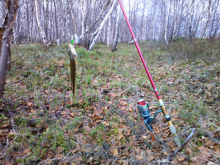 Image showing catching pike on the forest river