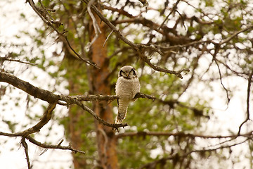 Image showing Hawk owl in taiga