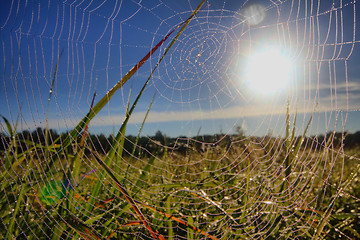 Image showing dew on spider web