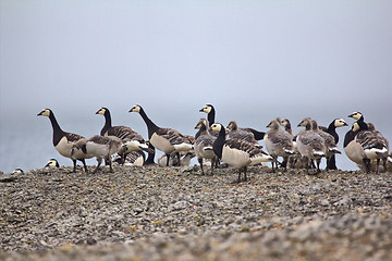 Image showing Geese Creche in the Arctic