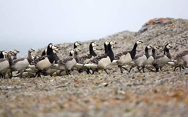 Image showing Goose nursery in the arctic wilderness