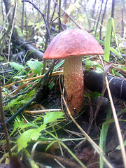 Image showing orange-cap boletus mushroom in autumn forest eco clean