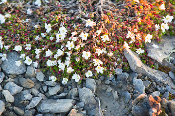 Image showing Modest polar desert vegetation: curtin Mouse-ear chickweed (Cerastium regelii). Novaya Zemlya Archipelago. Russia