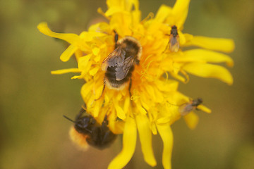 Image showing summer Bumble bee insect flower macro