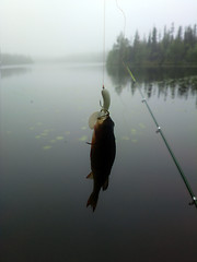 Image showing black perch dark polar lakes