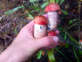 Image showing orange-cap boletus mushroom in autumn forest eco clean