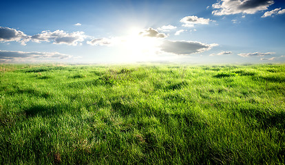 Image showing Grass and sunlight