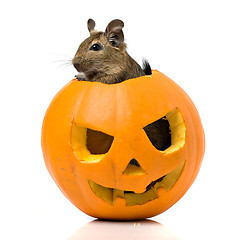 Image showing Halloween pumpkin with a rat inside