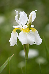 Image showing white iris flower