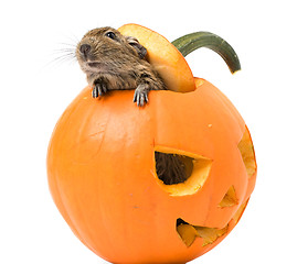 Image showing Halloween pumpkin with a rat inside