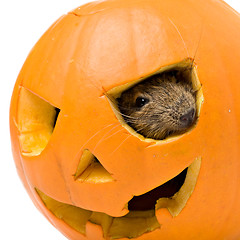 Image showing Halloween pumpkin with a rat inside