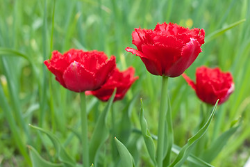 Image showing red fringed double tulips