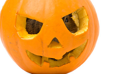 Image showing Halloween pumpkin with a rat inside