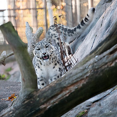 Image showing snow leopard in the zoo