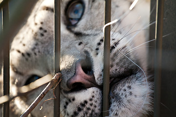 Image showing snow leopard in the zoo