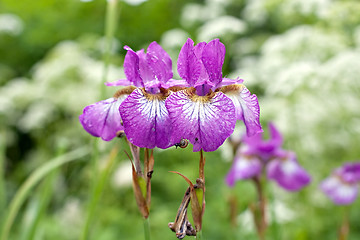 Image showing two violet iris flowers