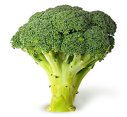 Image showing Large inflorescences of fresh broccoli