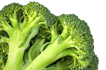 Image showing Closeup inflorescence of fresh broccoli