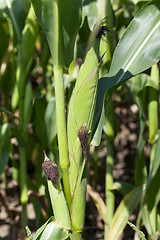 Image showing ear of corn  