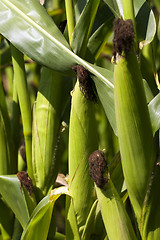 Image showing ear of corn  