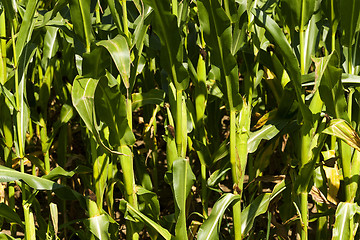 Image showing ear of corn  