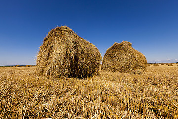 Image showing   agricultural field . cereals 