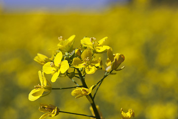 Image showing Flower of rape  