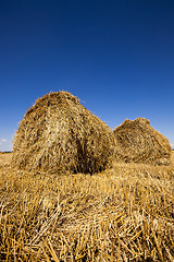 Image showing stack of straw in the field 