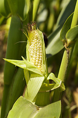 Image showing open ear of corn  