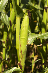 Image showing ear of corn  