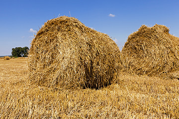 Image showing haystacks straw  in  field 