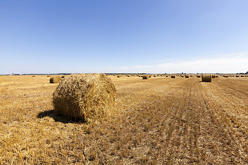 Image showing harvesting cereals .  field 