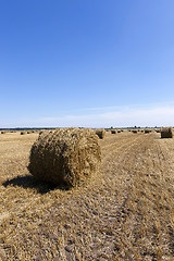 Image showing haystacks straw . cereal