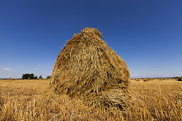 Image showing haystacks straw .  harvesting 