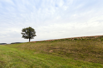 Image showing summer tree .  hill  